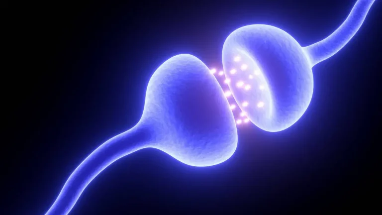 Los placozoos: diminutos animales marinos que podrían explicar el origen de las neuronas