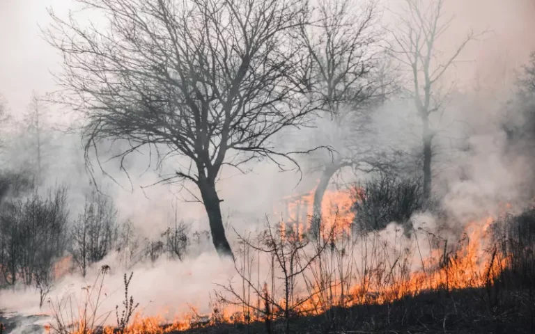 Humo de incendios forestales