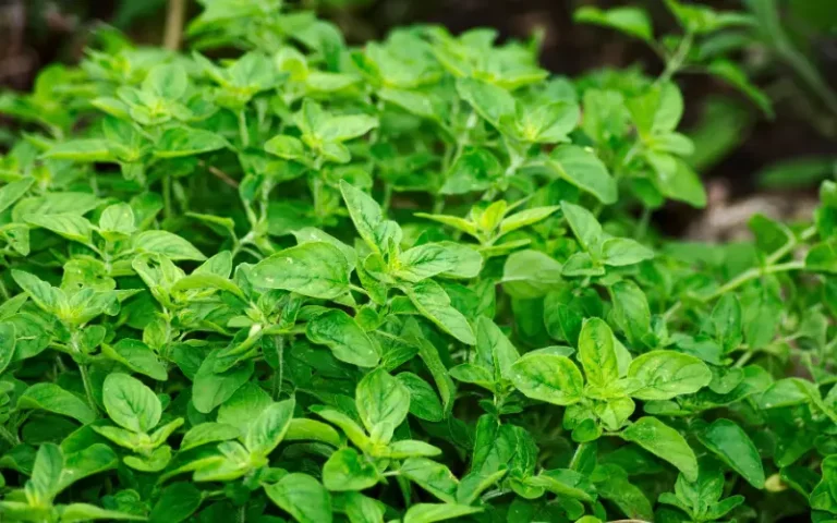 Cómo consumir el orégano para ayudar a regular la hipertensión