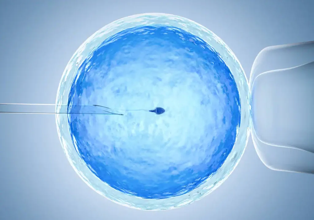 La Espermidina, un Prometedor Suplemento Antiedad, Puede Mejorar la Fertilidad en Ratones